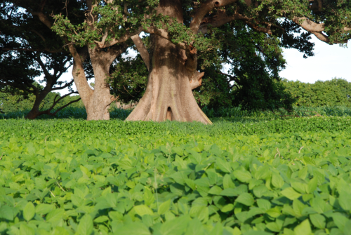 Green field in Burkina Fasso