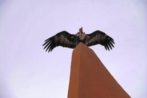 The king of the vultures 